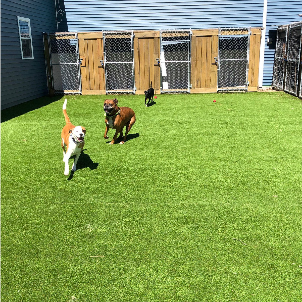 doggy day care bedford