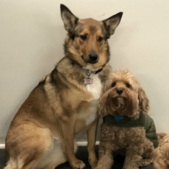 doggy day care bedford