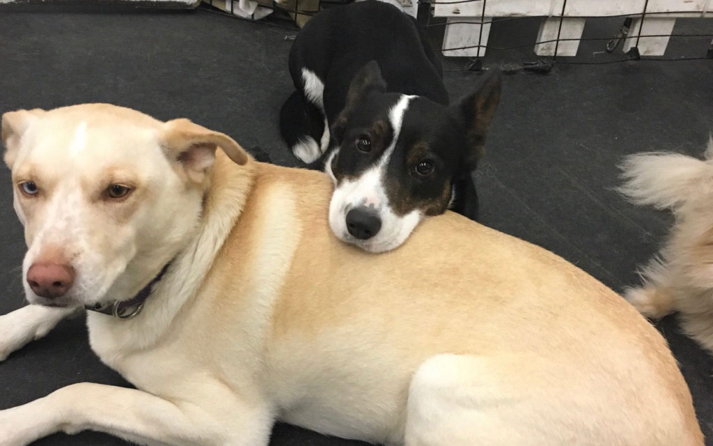 doggy day care bedford